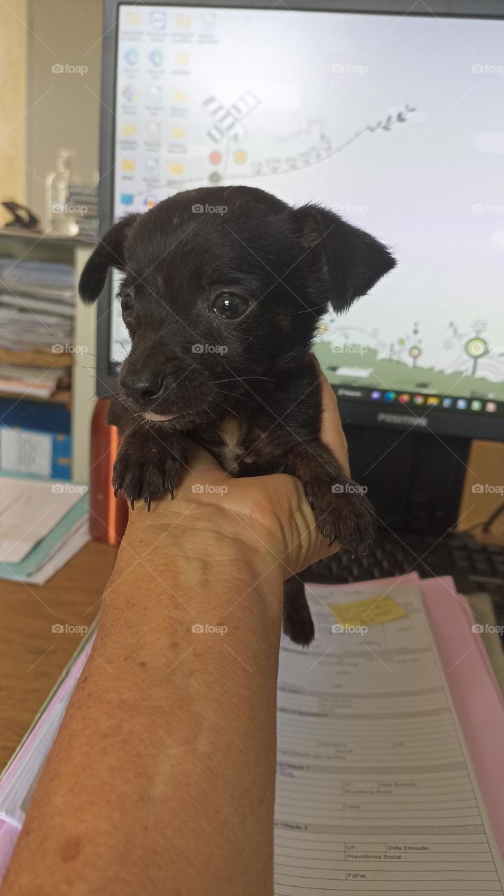 Black puppy of undefined breed