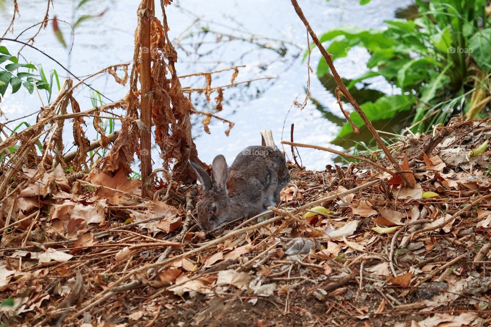 A wild rabbit in a wooded part of the city of Madrid