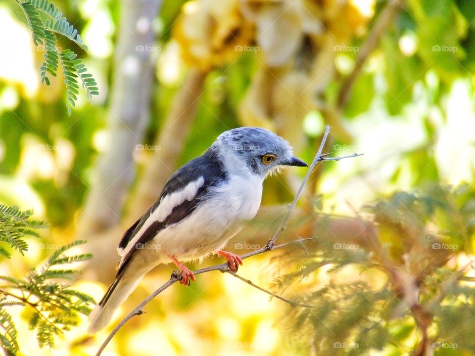 Beautiful bird in a tree sitting on a branch
