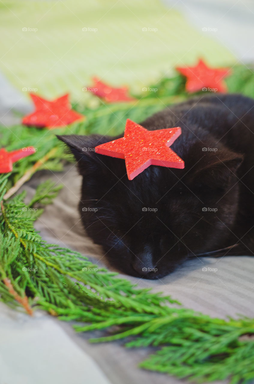 Background of the black cat with green eyes sitting and relaxing near Christmas decorations and pine branches at home. Christmas card. Winter card.