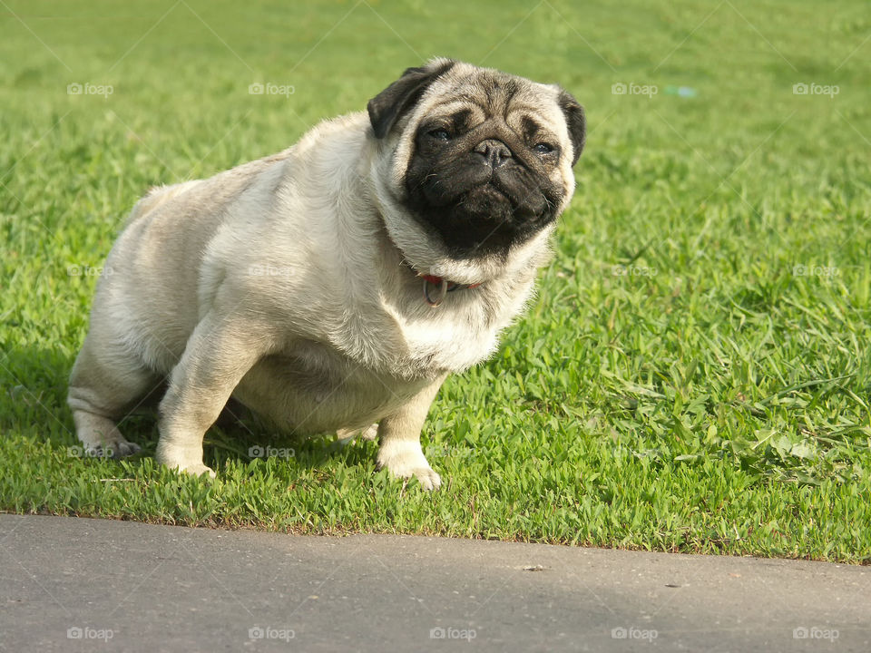 small pug with smile in green grass at summer day