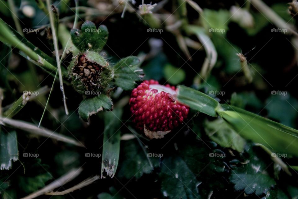 red berry sitting in the freshly cut grass