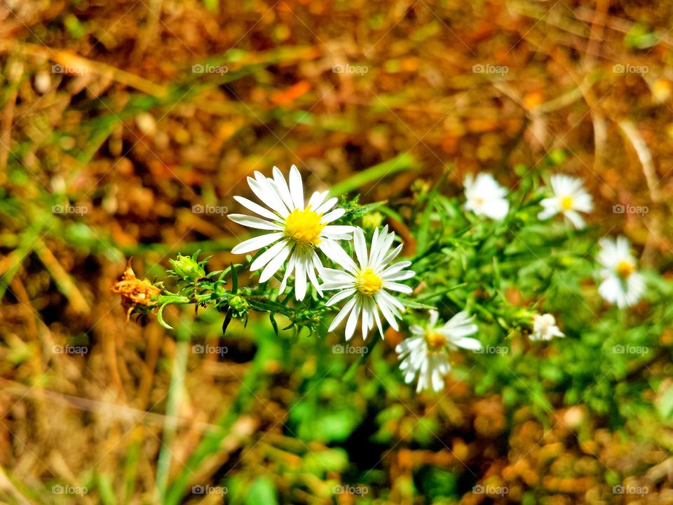 wild flowers