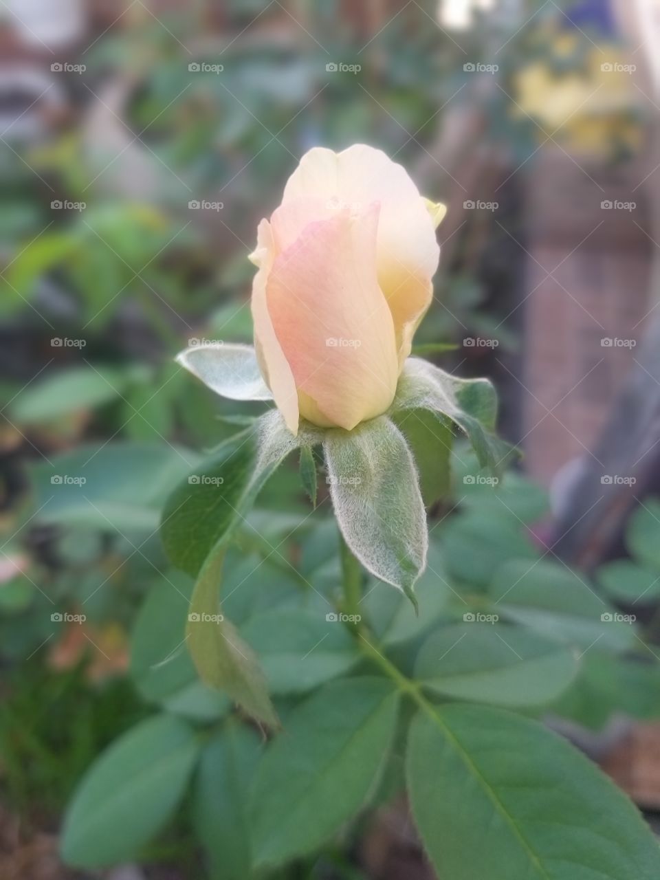Light orange rose