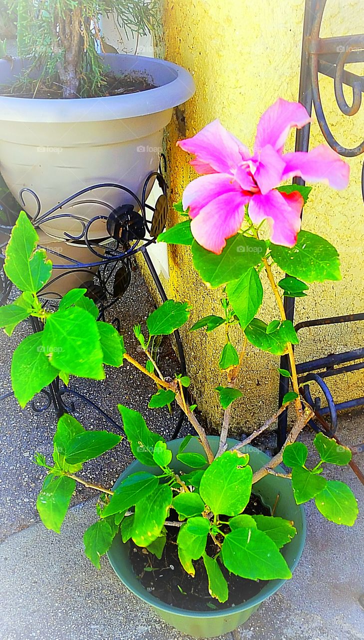 Pink flowers oh my!