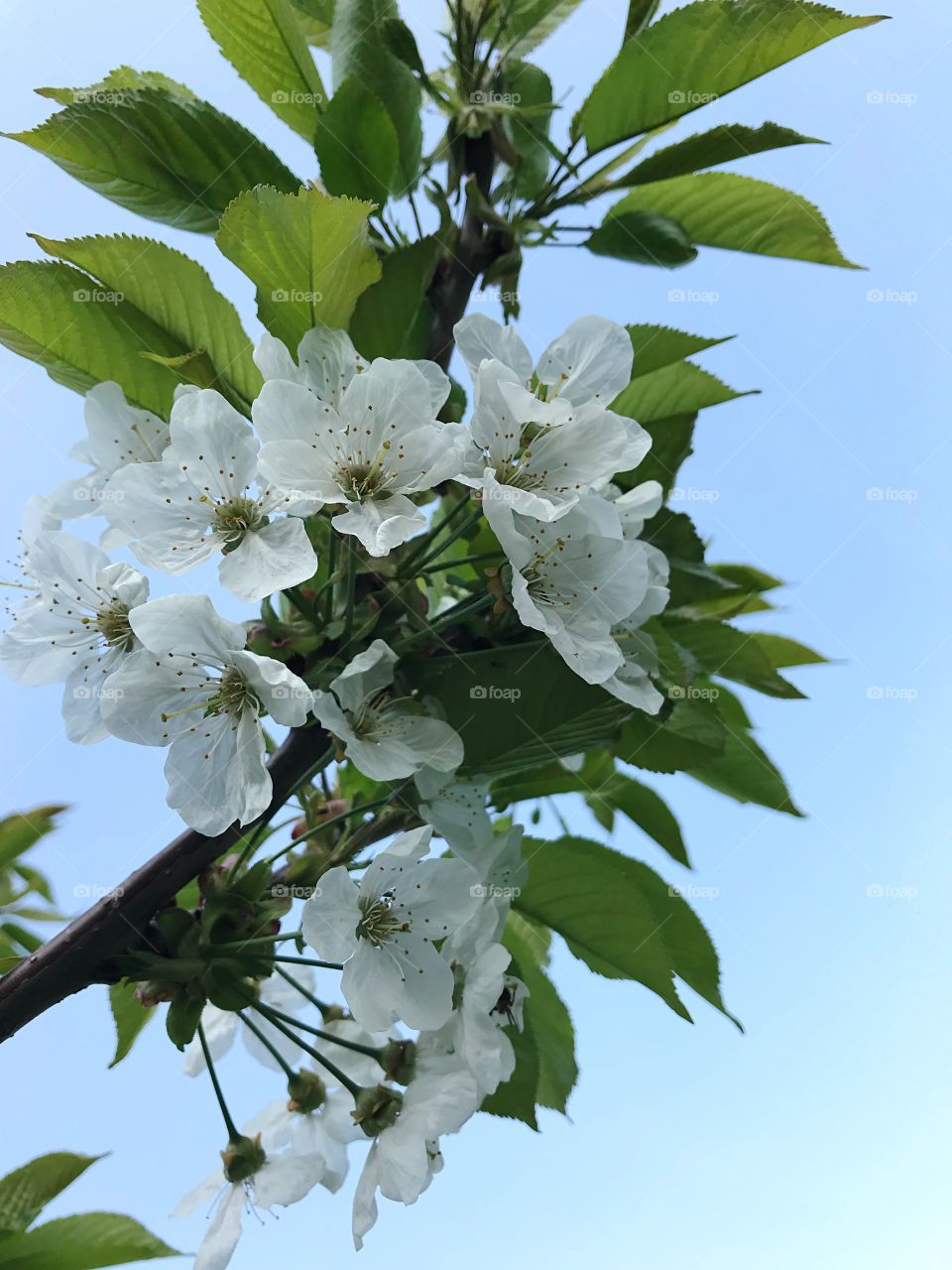 White cherries flower on the tree 