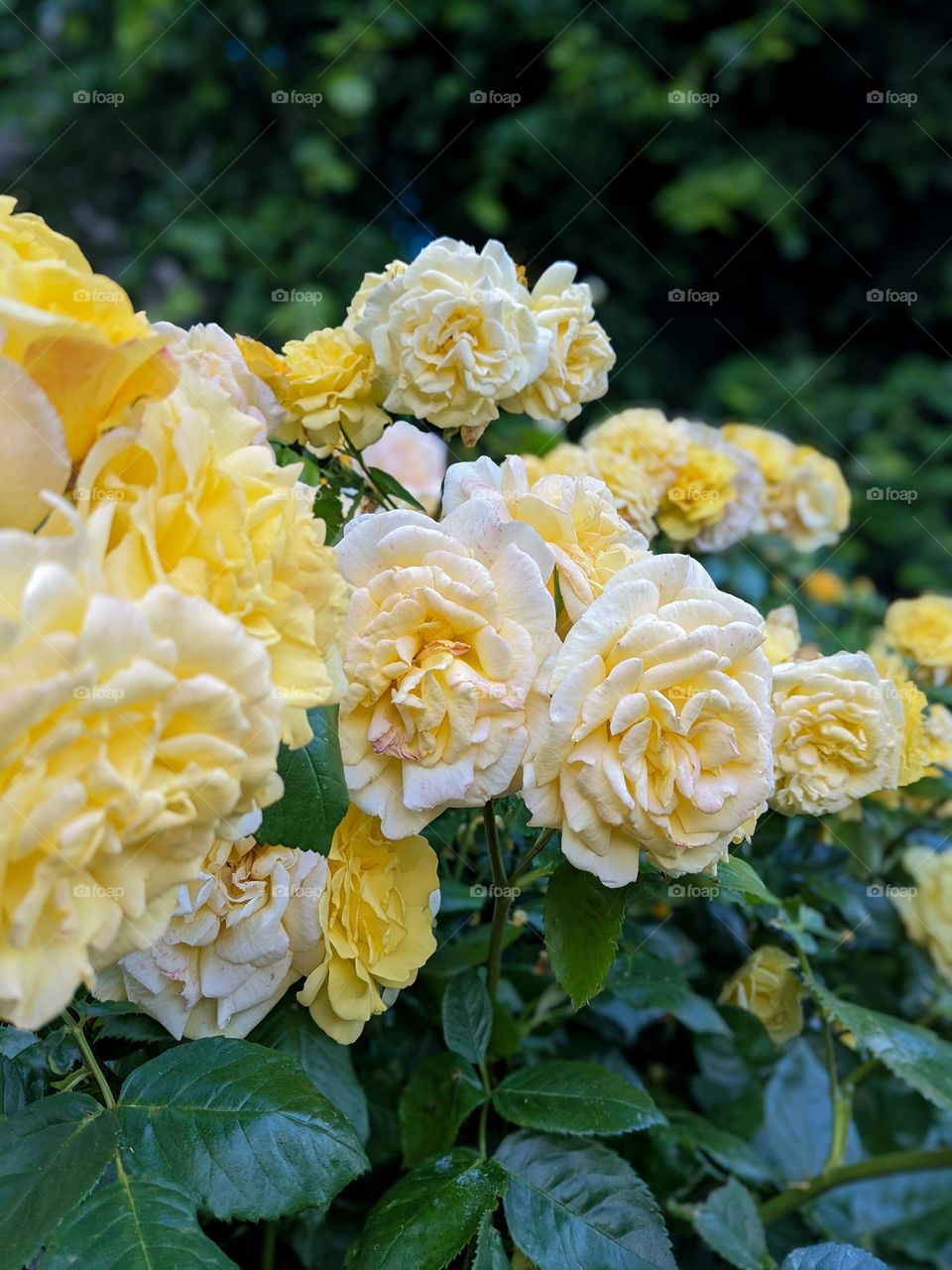 English roses