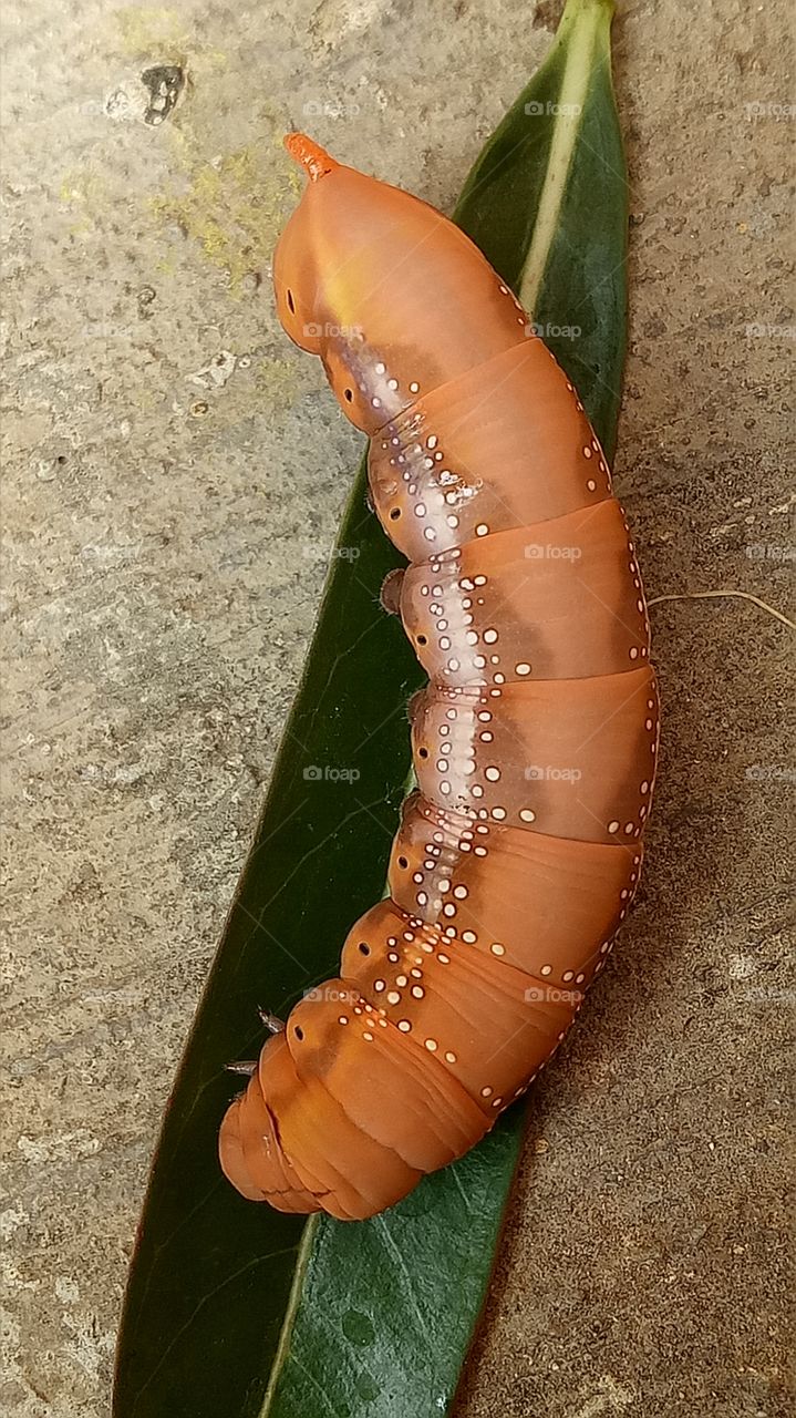 Beatiful Caterpillars