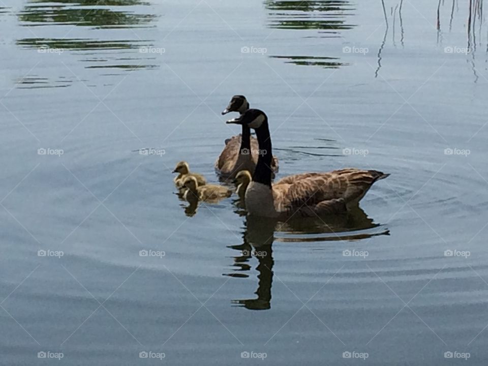 Canada geese and their babies on the Ottawa river
