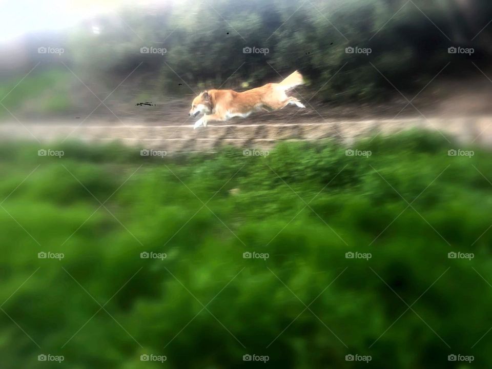 Photo of my dog running with excitement 