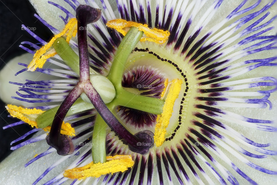 Macro shot of a passion fruit flower