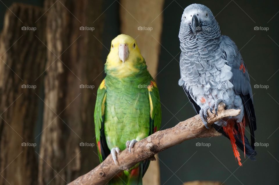 Close-up of two perching bird