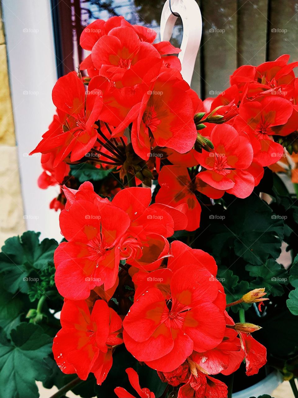 red flower