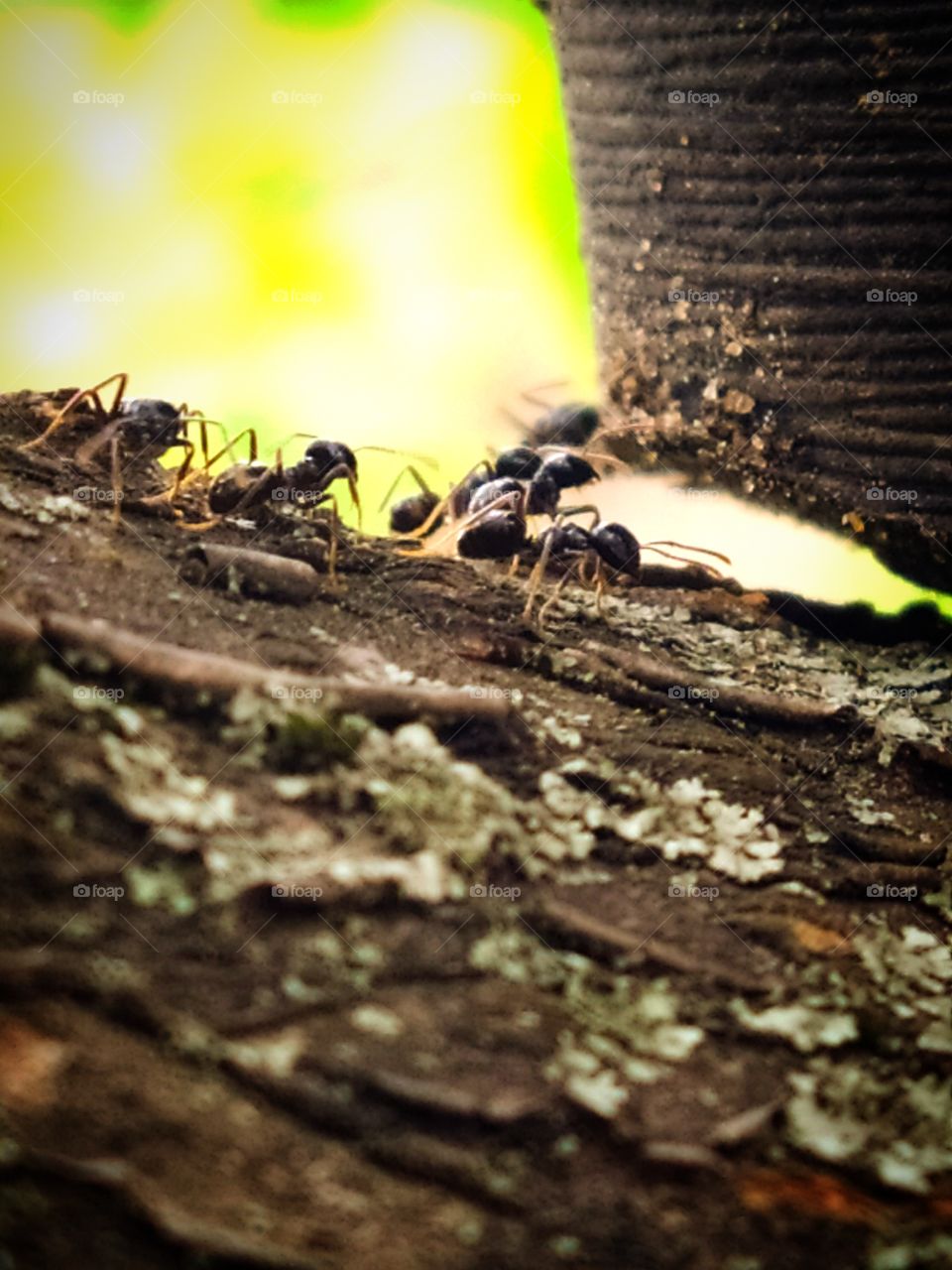 The collective instinct of ants.  Ants and obstacle