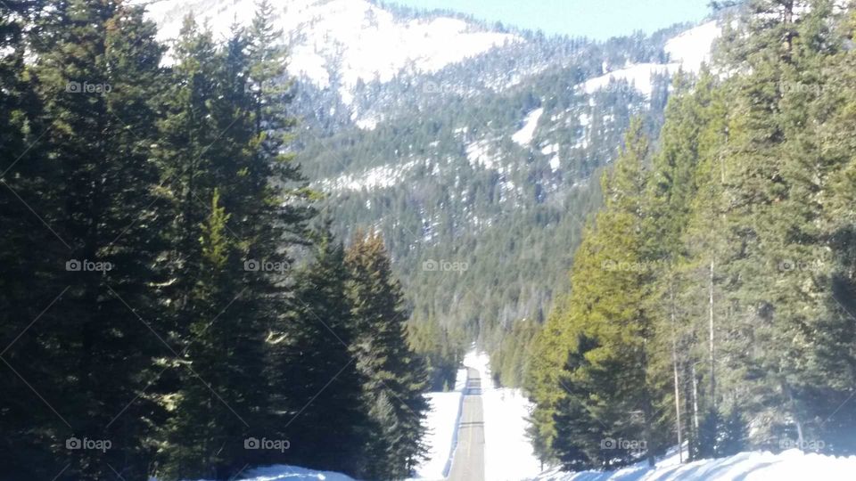 a way inside of the frozen forest