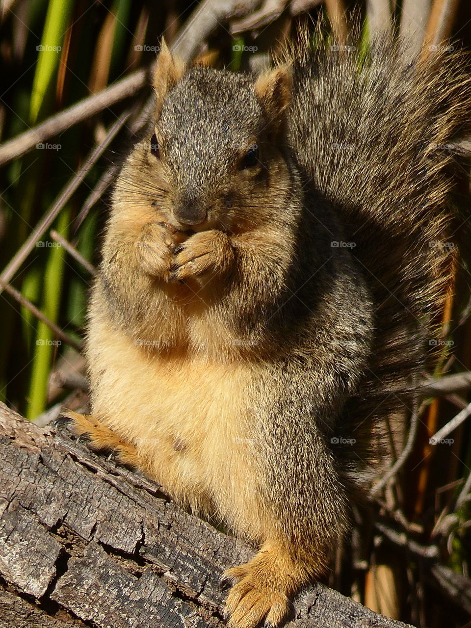 Squirrel nibbling 