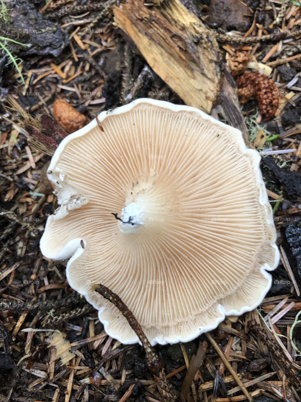 Mushroom Underside