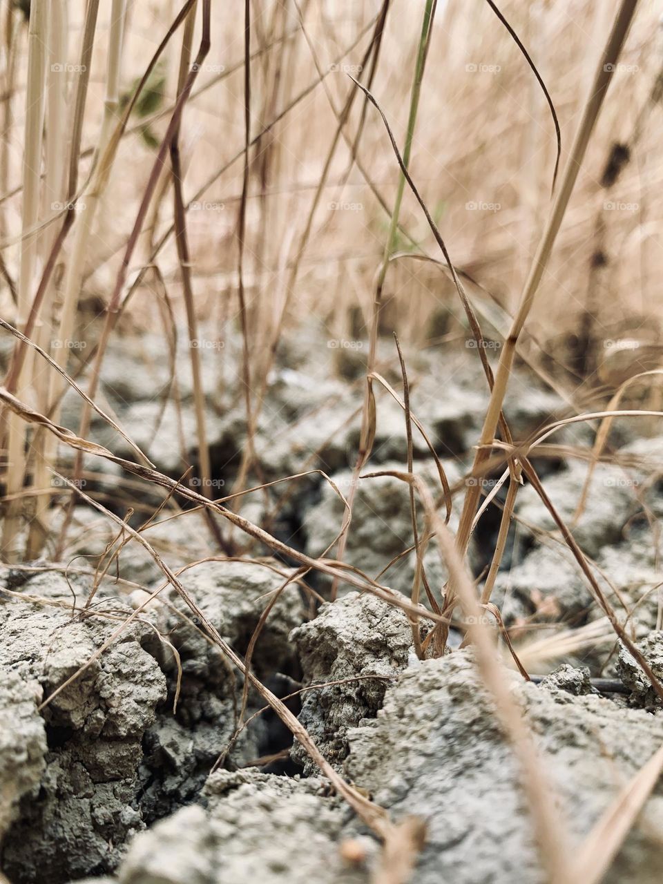 drought affects agriculture, this wheat field appears arid and not very productive
