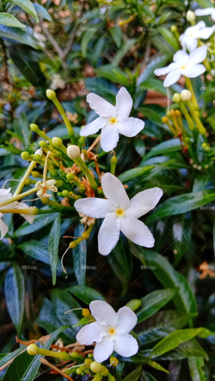 View of Jasmine flower