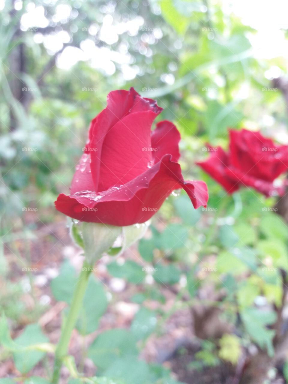 bunga rose merah