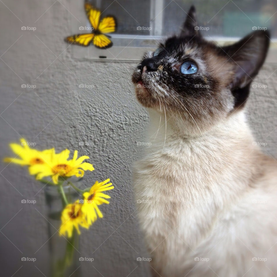 LOLA,THE FLOWERS AND THE BUTTERFLY......