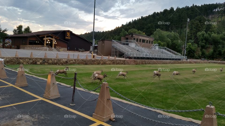 Big Horn sheep in a town near Mt Rushmore.