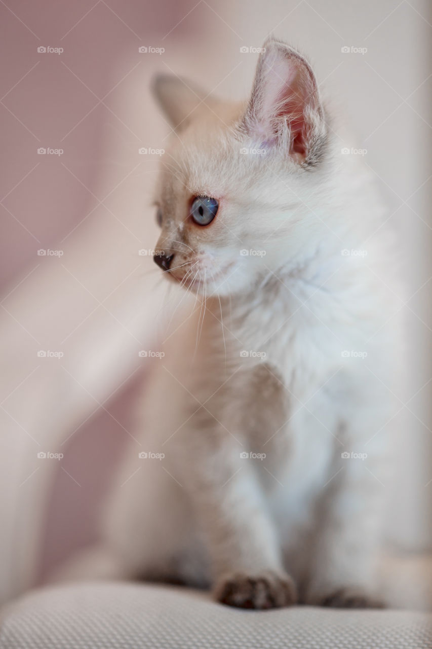 Little Tibet color-point kitten playing