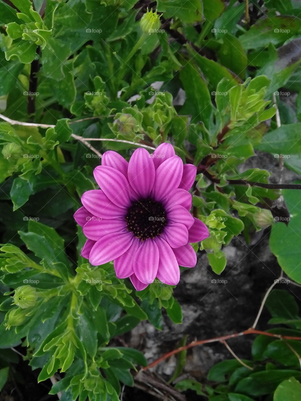 Daisy . Beautiful daisy flower 