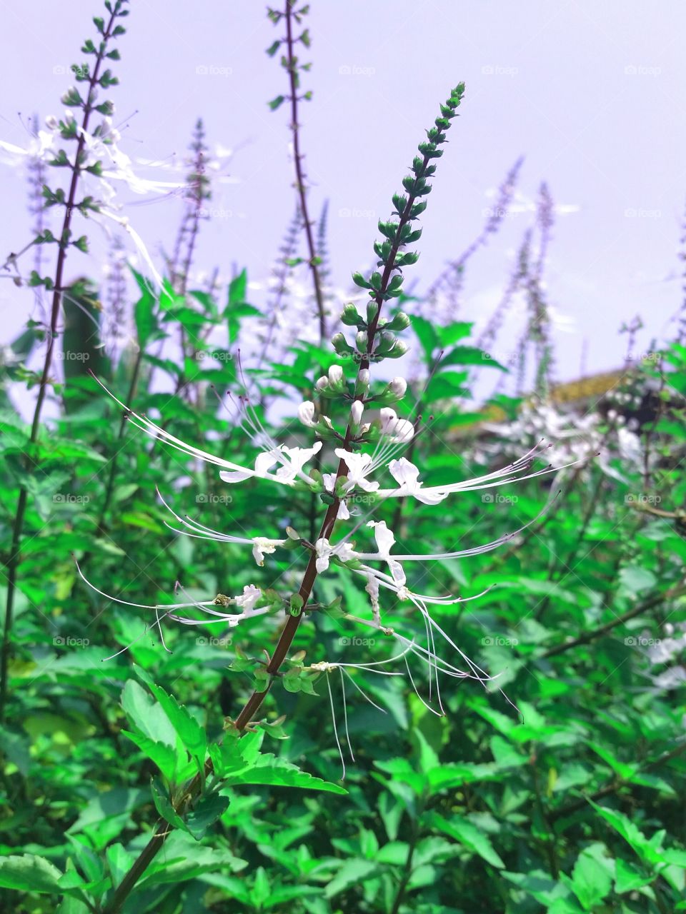 Bunga kumis kucing or aristatus with purple sky as the background. Famous plants in asia for inflammation treatment.