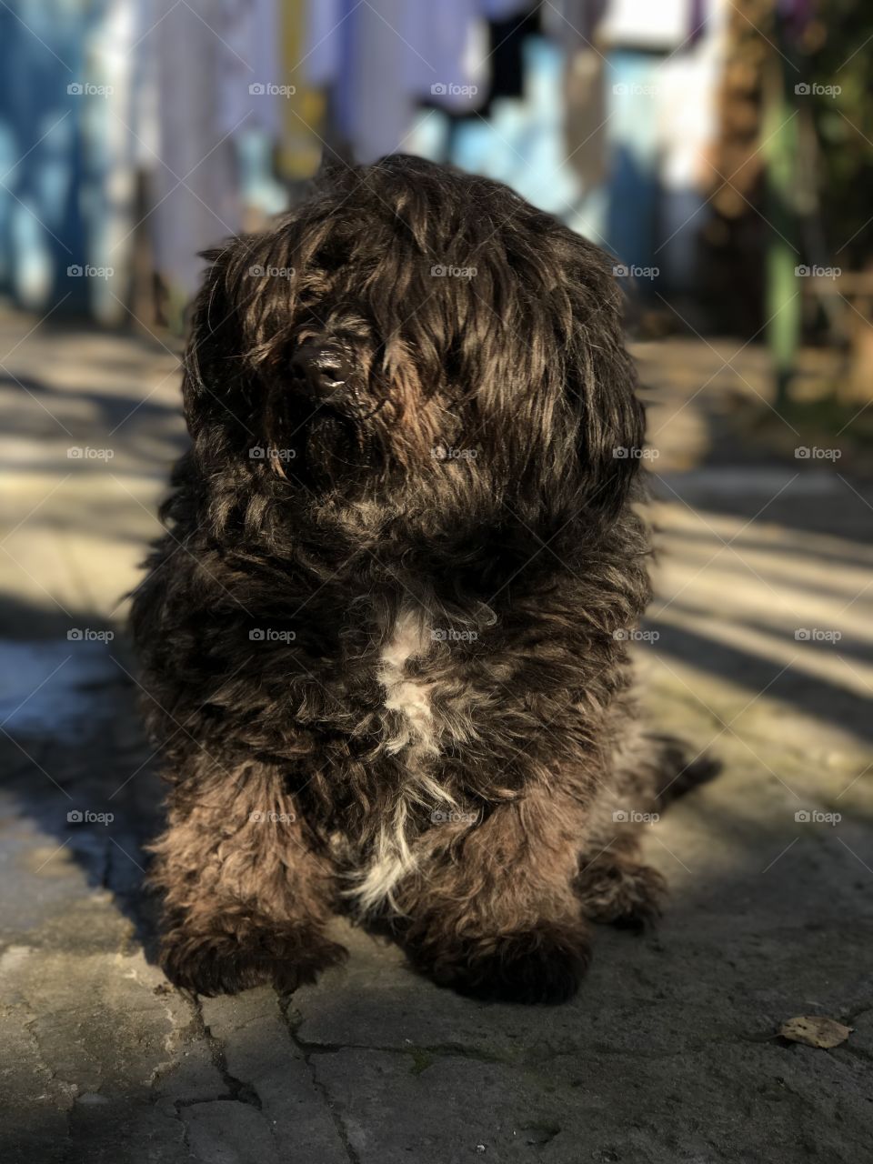 Little black dog sitting 