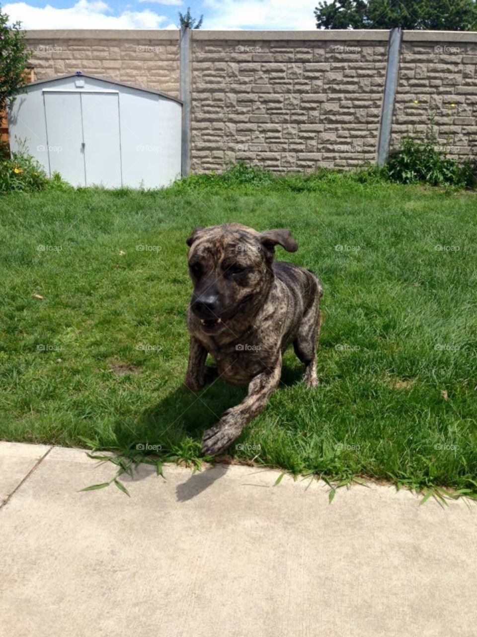 Dog running towards you