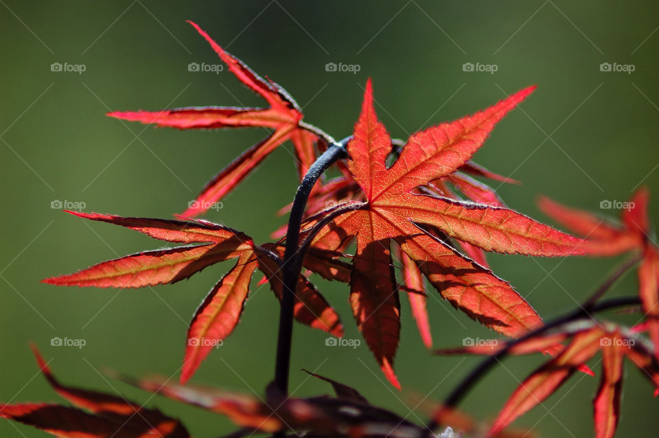 leaves ny autumn colorful by delvec