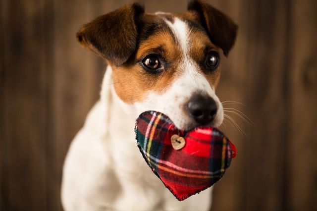 Cute pet with heart
