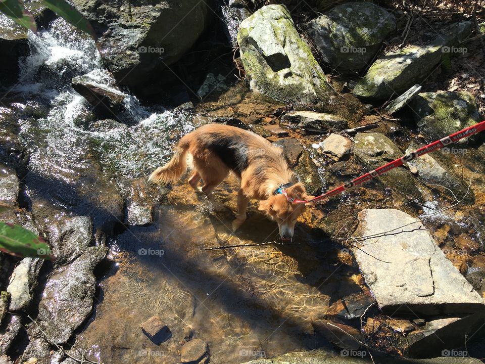 Maggie, a collie-shepherd mix, quenches her thirst in a stream at Fort Mountain, GA.