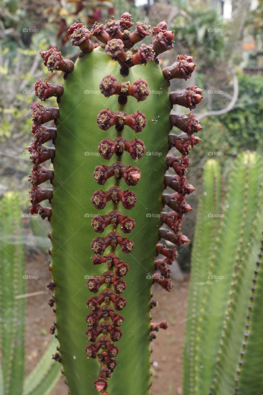 Cactus . Cactus du jardin botanique de Funchal sur l'île de Madère 