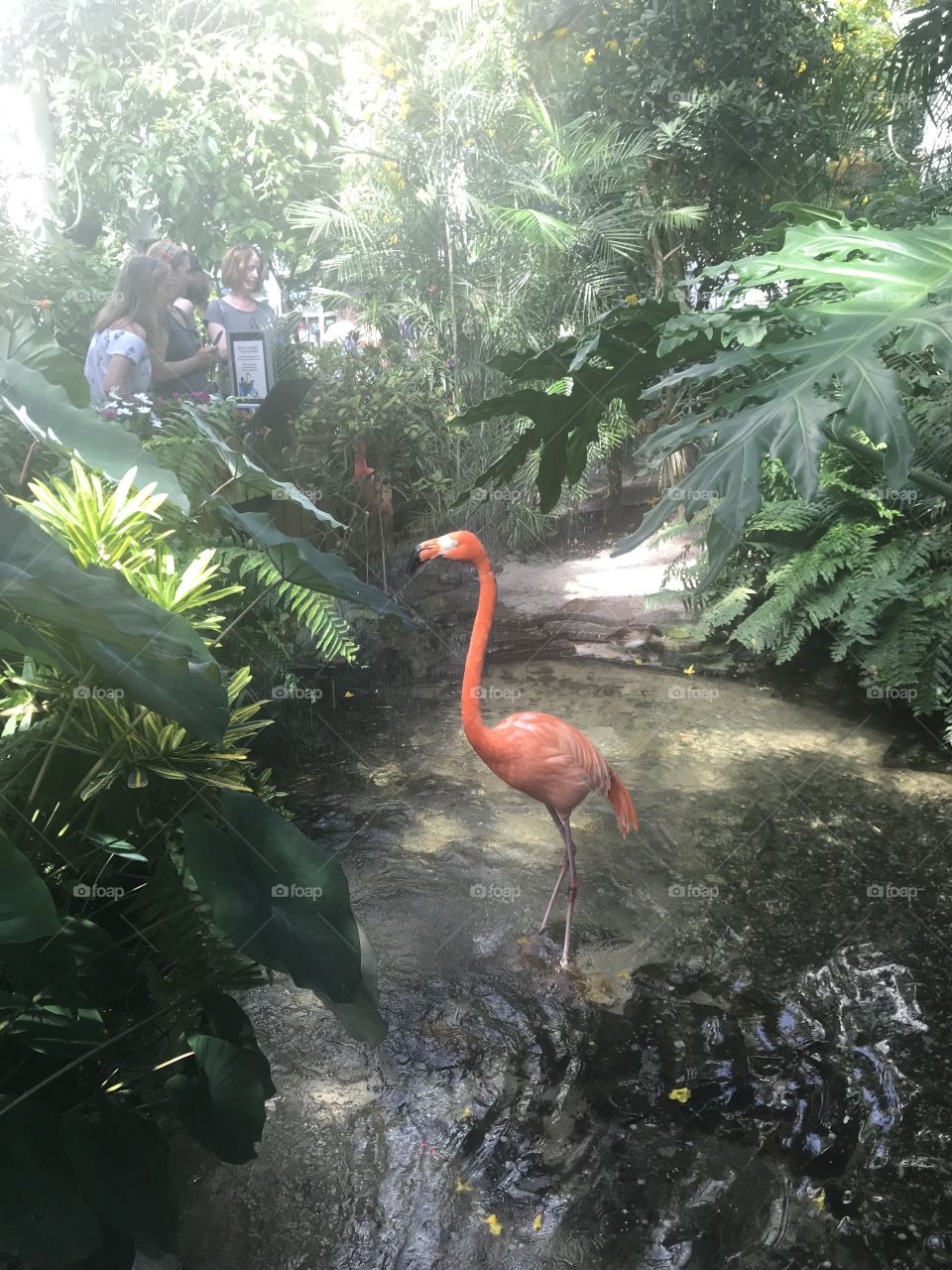 Pink Florida Flamingo Key West 
