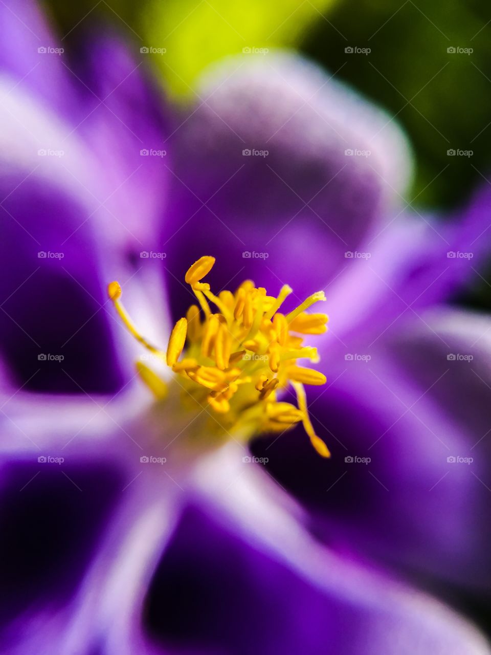 Close-up of a flower