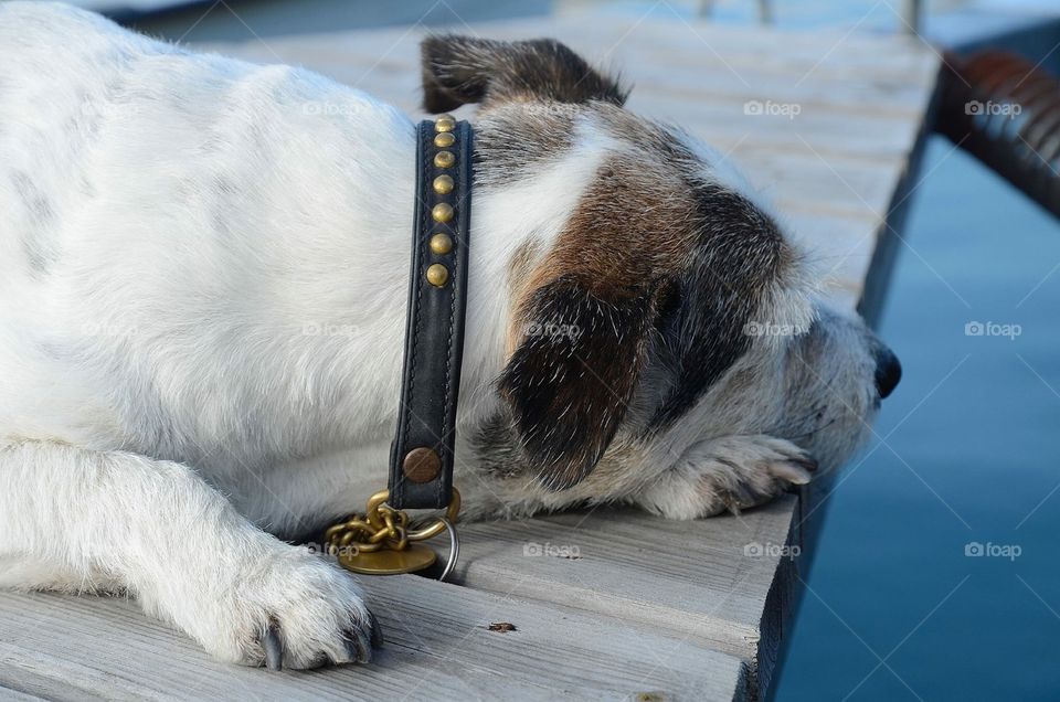 My dog Snoopy on The jetty 