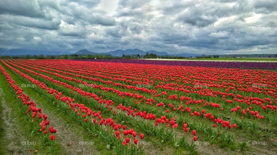 Skagit Tulip Fields. Skagit Valley, WA. April 2016