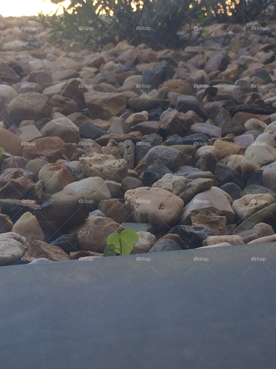 Lone sprout