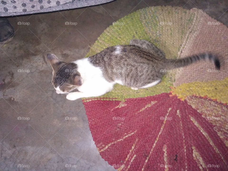 Silent cat sit on the door mat