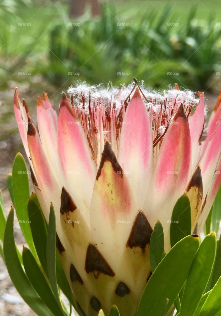 Closeup pink delicate tropical bloom against a blurr d background 