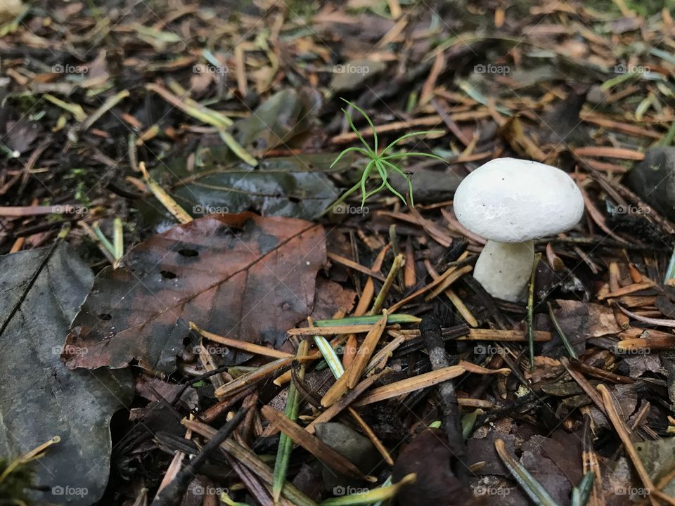 Mushroom 