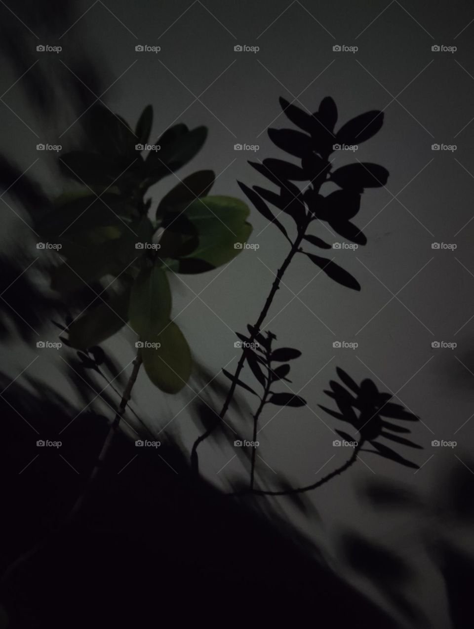 the shadow, green plant shurb shows it's shadow at the night in presence of pole light, looks very artistic image