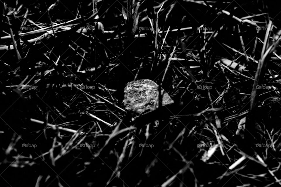 abstract rock in the grass