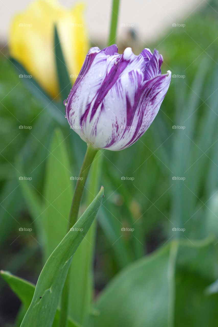 violet tulip