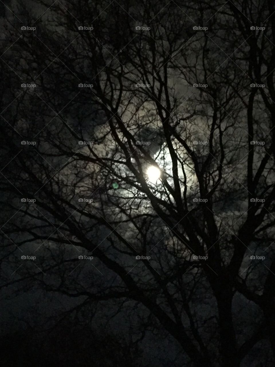 Full moon through the tree 