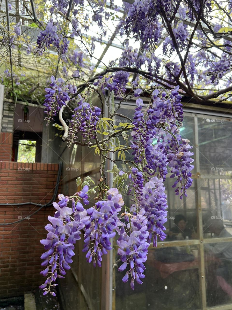 Wisteria flower in Yang Ming Shan 