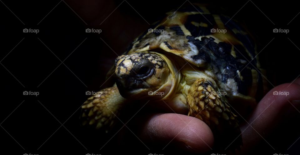 India star tortoise