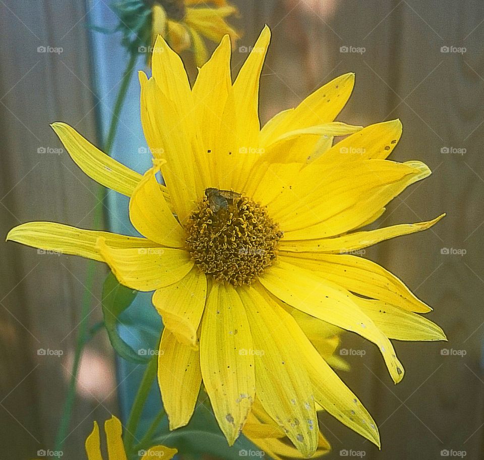 yellow flower closeup